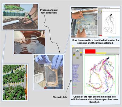 A Large Root Phenome Dataset Wide-Opened the Potential for Underground Breeding in Soybean